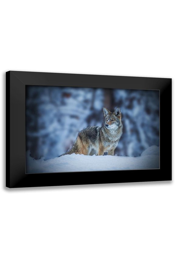 Qiu, Jenny 14x11 Black Modern Framed Museum Art Print Titled - Coyote in Winter