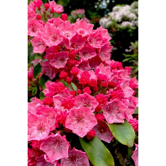 RedCrocus Raspberry Glow Mountain Laurel Kalmia latifolia- Evergreen Shrub, Pollinator Attractant, Container Friendly, Partial Sun, Acid Soil, Garden Plant 3 Gallon