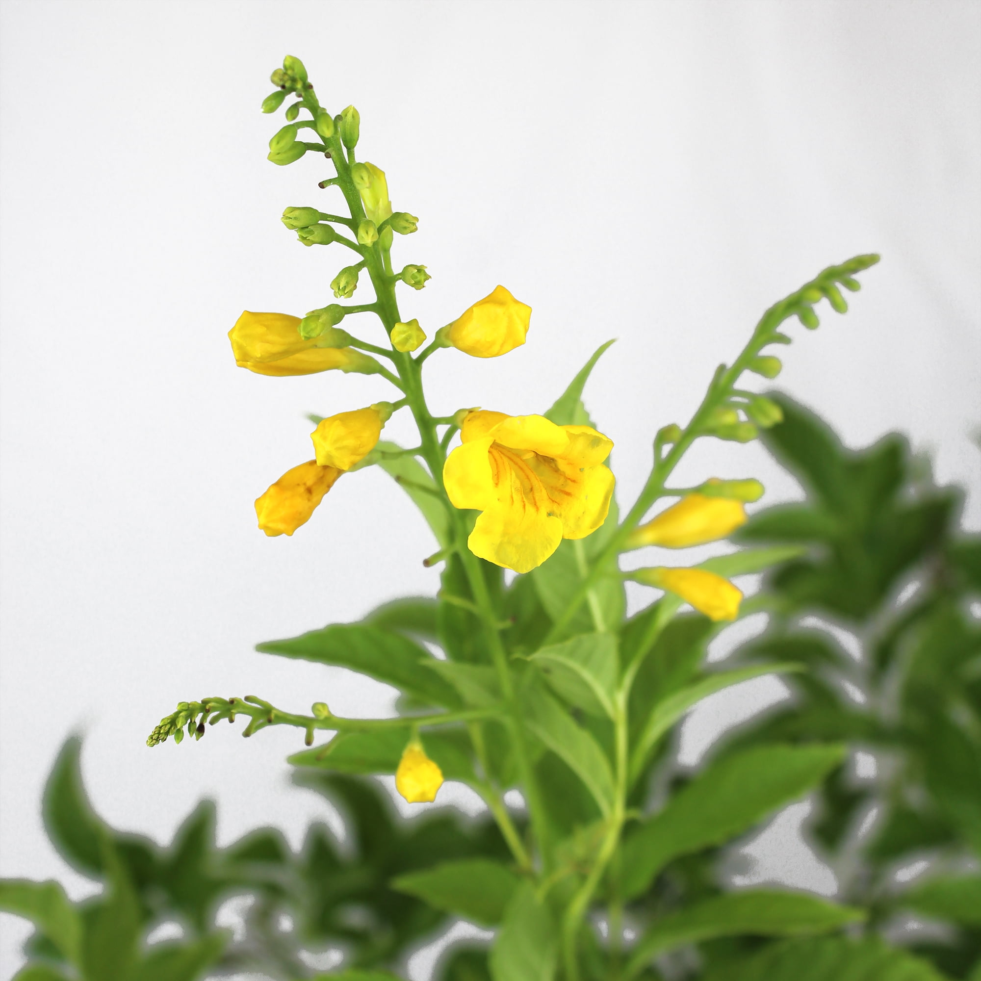 【plantsplants】P. FSQ DeLaRocha/デラロッチャ FSQ vp#2 #デラロチャ #platycerium FSQ vp#2 ”De La Rocha