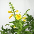 thumbnail image 4 of "Island Blooms Tecoma Stans Gold Star Esperanza, 26"" - 30"" Tall, 4 of 6