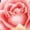 Rose Flowers1, variant on Rose Flower Print Workout Shorts for Women Soft Smooth Gym Yoga Scrunch Active Tennis Workout Running Shorts