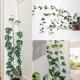 thumbnail image 5 of 50pcs Plant Clips For Climbing Plants, Plant Wall Fixture Clips, Self Adhesive Invisible Wall Vines Fixer Sticky Plant Hooks, 5 of 5