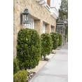 thumbnail image 6 of Ligustrum Waxleaf Privet - 3 Live Quart Size Plants - Blooming Evergreen Privacy Hedge, 6 of 9
