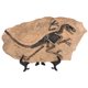 thumbnail image 4 of Juego de decoraciones de fósiles de dinosaurio, espécimen de dinosaurio simulado, adorno fósil, 1 Juego, 4 of 6