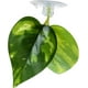 thumbnail image 3 of plantas decorativas para acuario con ventosa, hojas Betta, 3 of 5