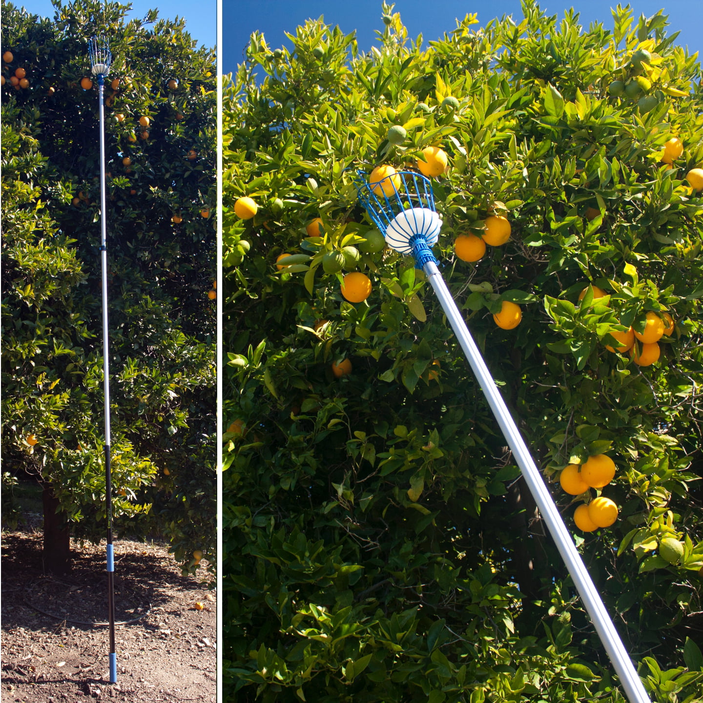 Preassembled 20+ Foot Reach Eversprout 13-Foot Fruit Picker Easy To Attach 
