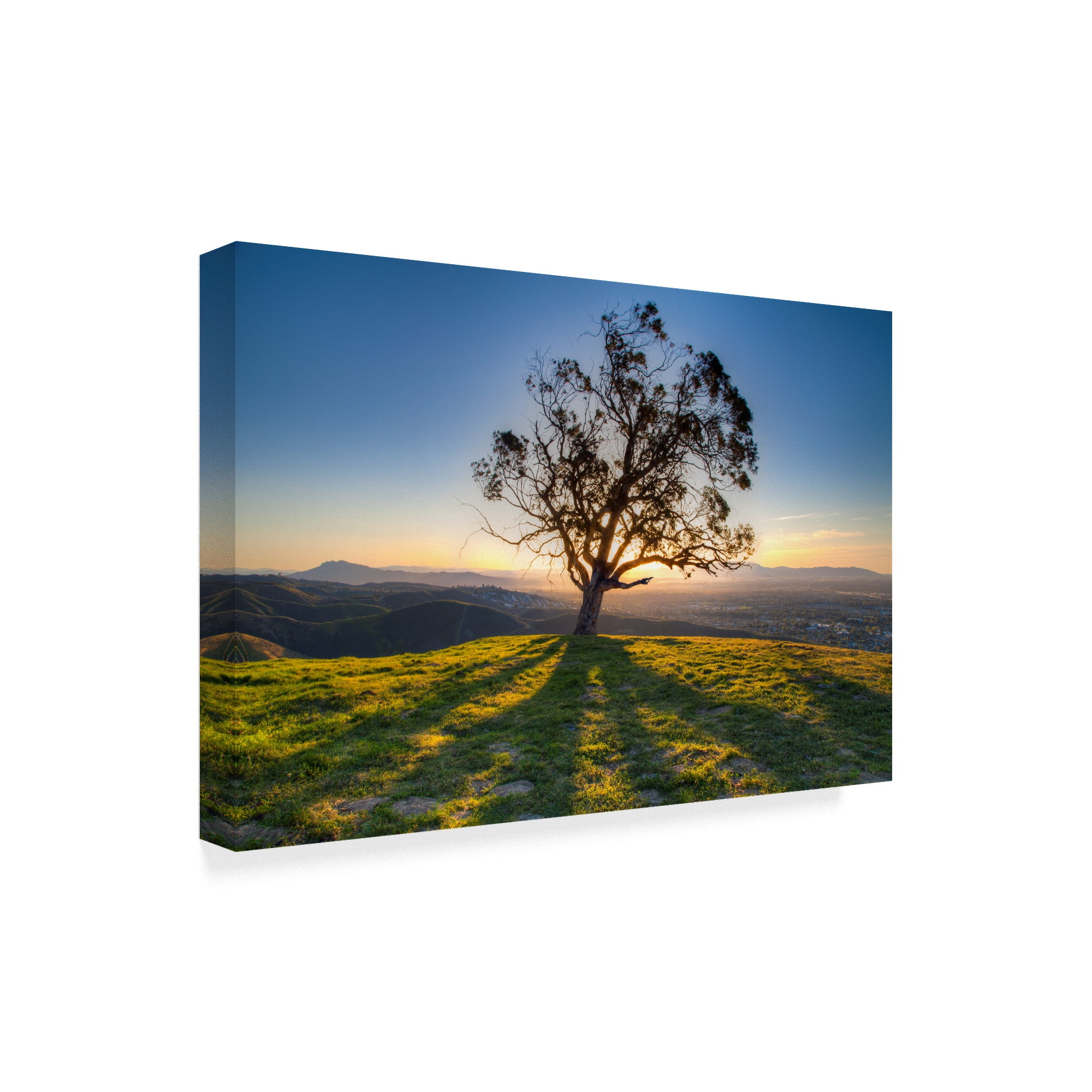 Trademark Fine Art 'Tree Shadows' Canvas Art by Chris Moyer