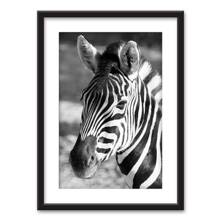 Zebra Photo - wall26 - Framed Wall Art - A Zebra in Black White - Black Picture Frames White Matting - 23x31 inches