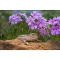 thumbnail image 3 of Fitzharris, Tim 14x11 Black Modern Framed Museum Art Print Titled - Horny toad lizard among prairie verbena, 3 of 5