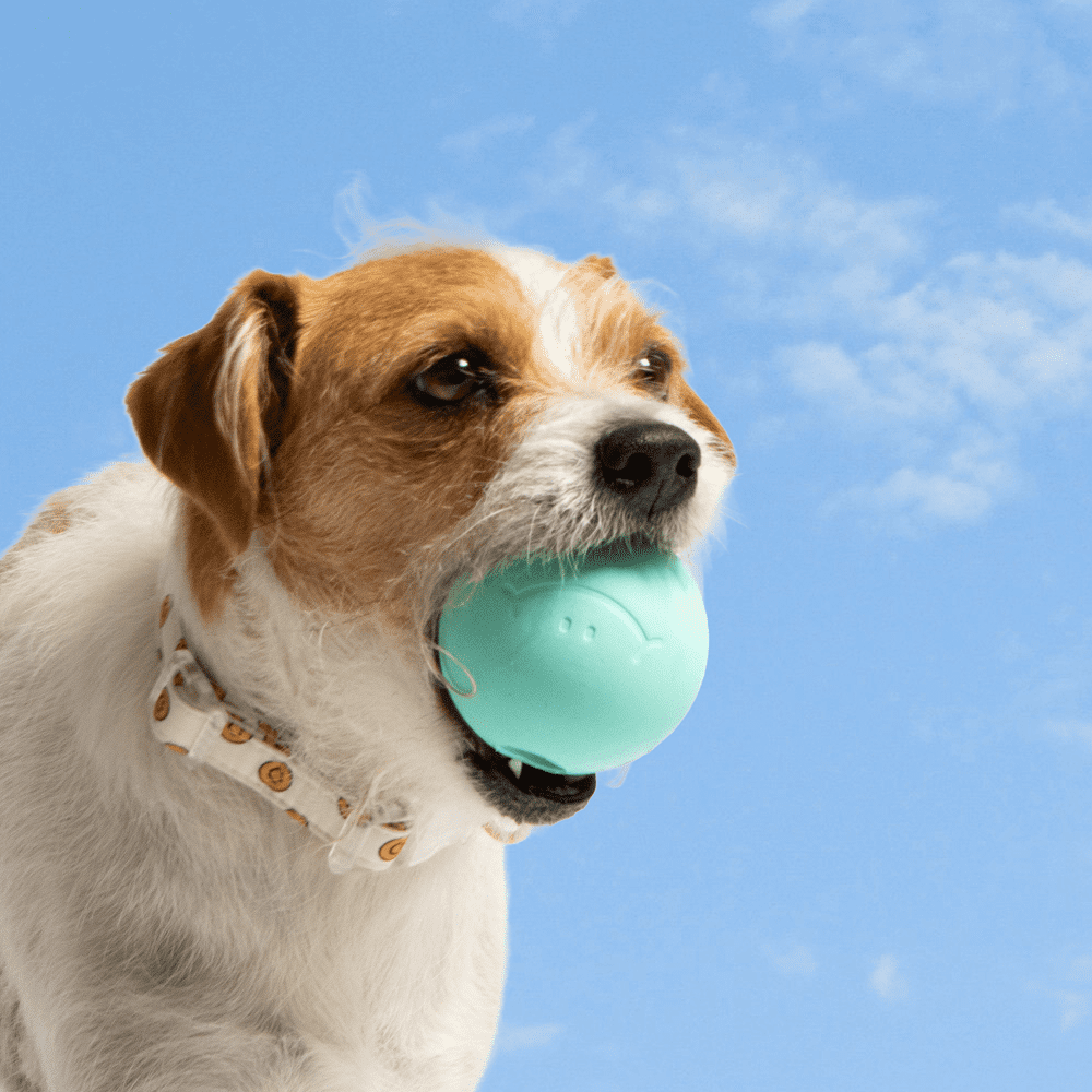 Oodles Durable Rubber Multi-Colored Fetch Dog Toy, 8PK, 2.5"