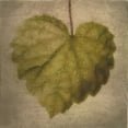 thumbnail image 2 of Greene, Taylor 26x26 White Modern Wood Framed Museum Art Print Titled - Leaf Silhouette, 2 of 4