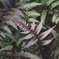 thumbnail image 2 of Marshall, Laura 15x15 White Modern Wood Framed Museum Art Print Titled - Funky Ferns VI, 2 of 4