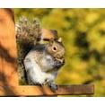 Wakefield Virginia Peanuts Bulk Inshell Animal Peanuts for Squirrels