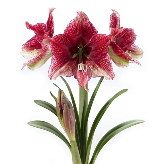 Bloomsz Amaryllis Tosca 26/28cm, 1-Pack