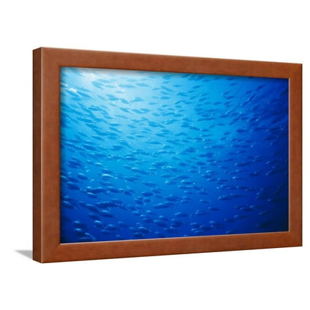 Skipjack Wood - School of Skipjack Tunas Framed Print Wall Art By Ralph A. Clevenger