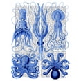 thumbnail image 3 of Fab Funky 20x24 Black Modern Framed Museum Art Print Titled - Octopus and Squid Blue, 3 of 5