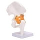 thumbnail image 5 of Life Size Hip Bone Model - Hip Joint Model with Flexible Ligaments and Bony Landmarks Human Hip Joi, 5 of 5