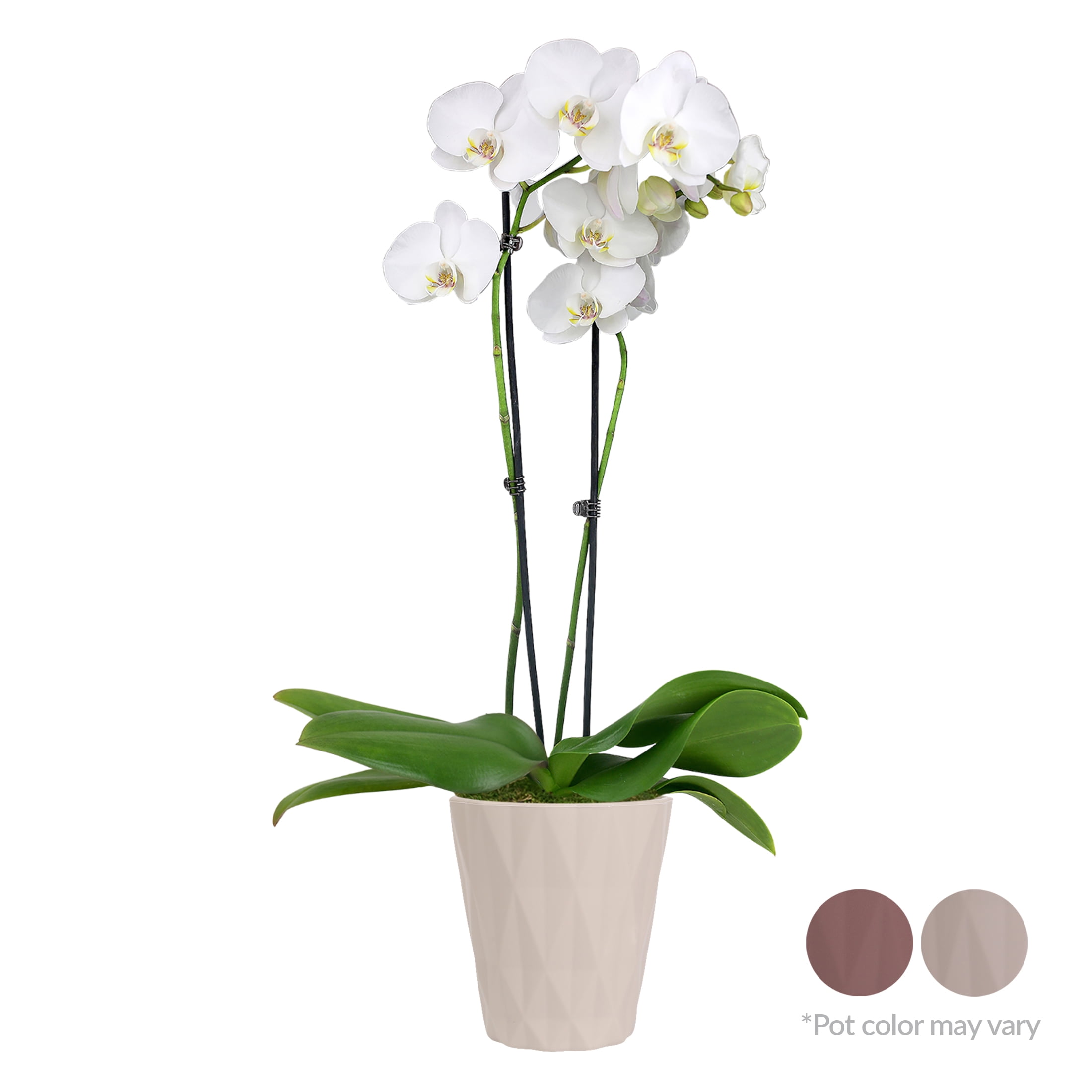 Just Add Ice Live Plant 16-30" Tall Premium White Orchid in 5" Decorative Clay Pot