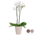 thumbnail image 2 of Just Add Ice Live Plant 16-30" Tall Premium White Orchid in 5" Decorative Clay Pot, 2 of 6