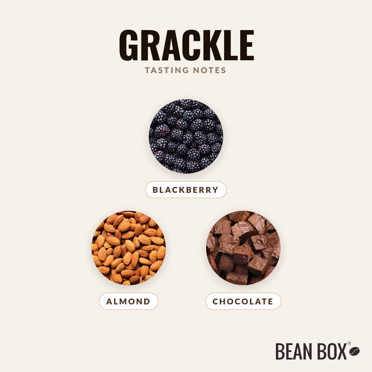 Grackle - Roasted by Little City Coffee Roasters - Whole Bean Coffee - 5lb Bag