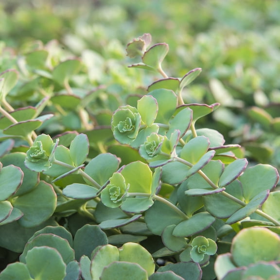Direct Gardening Variegated Creeping Blue Sedum Dormant Bare Root Groundcover Perennial Starter Plant