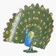 thumbnail image 4 of Modelo de pavo real pequeño, modelo de pavo real de simulación, figura de pavo real simulada, estatua de pavo real, integración perfecta, 4 of 14