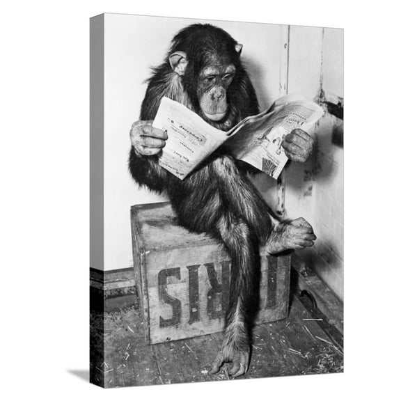 Art.com Chimpanzee Reading Newspaper Stretched Canvas Print Wall Art by Bettmann, 12" x 16"