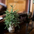 thumbnail image 3 of Vickerman 18" Carmel Pine Artificial Christmas Tree, Unlit, 3 of 5