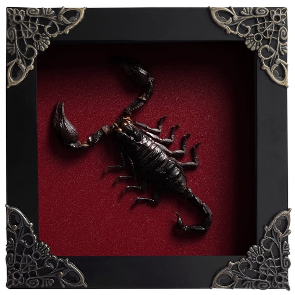 Red Frame Scorpion Gothic Shadow Box Preserved Insect Display Unique Entomology Bug Oddities Collection Tabletop Wall Decoration Artwork Home Decor Room K12-51-DO