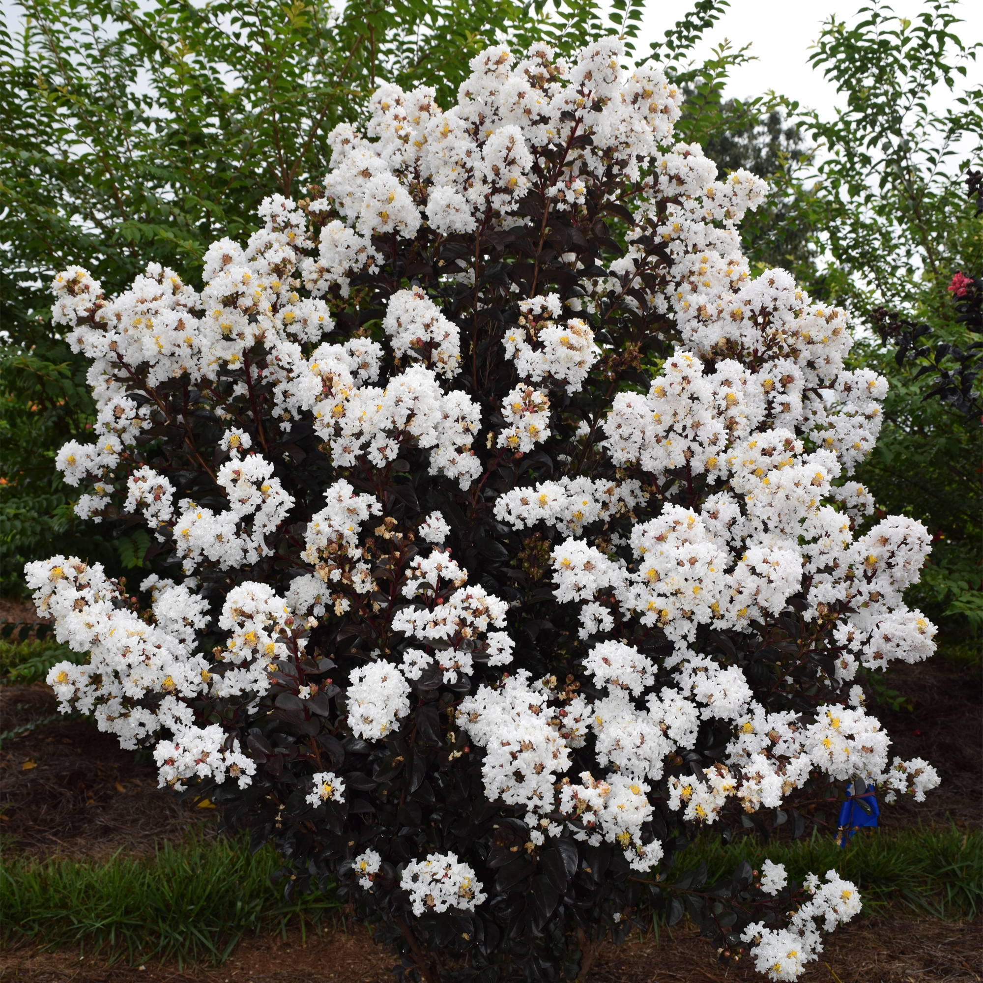 First Editions Crape Myrtle Lunar Magic Live Shrub (2 Gallon)