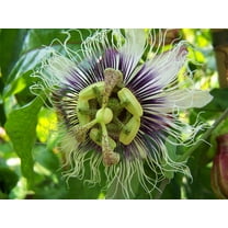 SEEDS  -- Passion Flower 10 Seeds -butterflies love -exotic showy blooms -Groundcover or trellis vine- Passiflora edulis