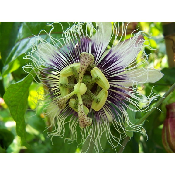 SEEDS  -- Passion Flower 10 Seeds -butterflies love -exotic showy blooms -Groundcover or trellis vine- Passiflora edulis