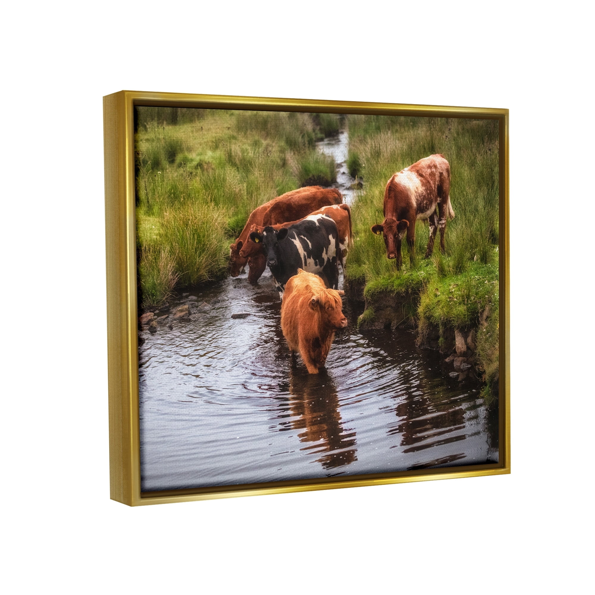 Stupell Industries Rural Cattle Enjoying Stream Water Between Grassland Photograph Metallic Gold Floating Framed Canvas Print Wall Art, Design by James Dobson