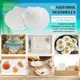 thumbnail image 4 of Quaqdae 15 PCS Natural Sea Shell Large White, 4-4.7 Inch Scallop Shells for DIY Craft, Serving Food, Baking and More, 4 of 7
