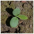 thumbnail image 3 of Everwilde Farms - 1 lb Chinese Forget Me Not Garden Flower Seeds - Gold Vault Bulk Seed Packet, 3 of 3