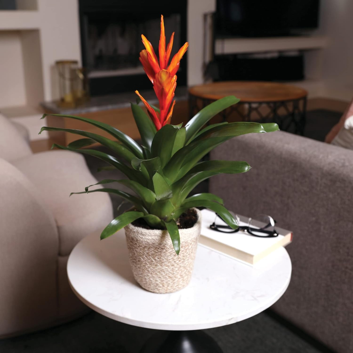 Just Add Ice 15" Tall Orange Vriesea Bromeliad Live Plant in 5" Moss Topped Cream Jute Pot, House Plant