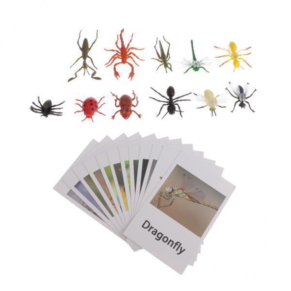 4xEducation Juguete Insectos Animales Modelo Tarjetas De Nombres Para Educación Montessori 4 piezas