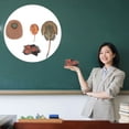 thumbnail image 3 of Miangastore Horseshoe Crab Education Model Assorted Color 1 Set 4.7x2.4in Plastic, 3 of 9