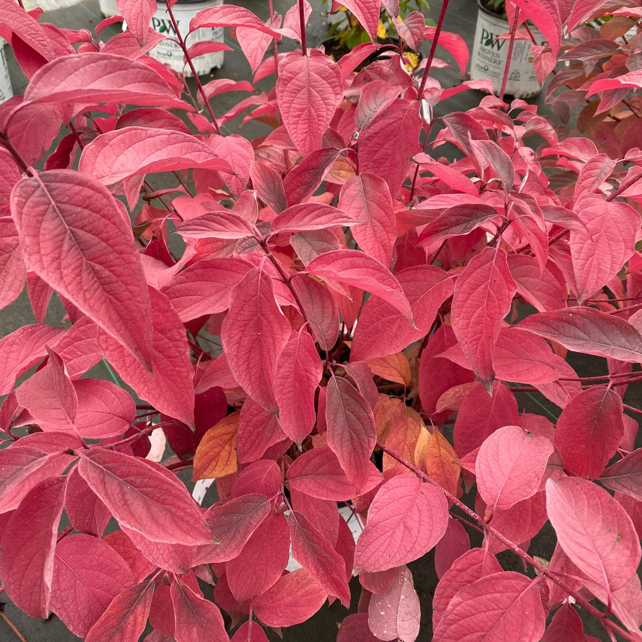 Proven Winners ColorChoice 5" Arctic Fire Red Dogwood Live Plant in 4.5" Pot (4 Count)