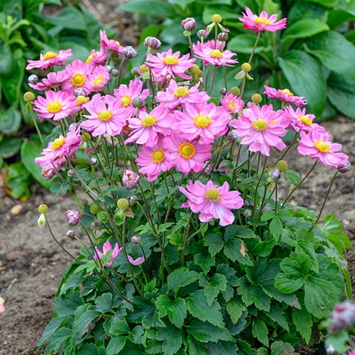 Direct Gardening Curtain Call Anemone Dormant Bare Root Pink Flowering Perennial Starter Plant