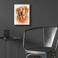 thumbnail image 5 of Epic Art 'Golden Retriever 2' by Barbara Keith, Acrylic Glass Wall Art, 12"x16", 5 of 8