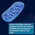 thumbnail image 3 of LifeLink's ALC (Acetyl L-Carnitine) | 500 mg x 90 Capsules | Cellular Energy Production, Supports Memory & Focus, Stamina, Body Building | Gluten Free & Non-GMO | Made in the USA, 3 of 8