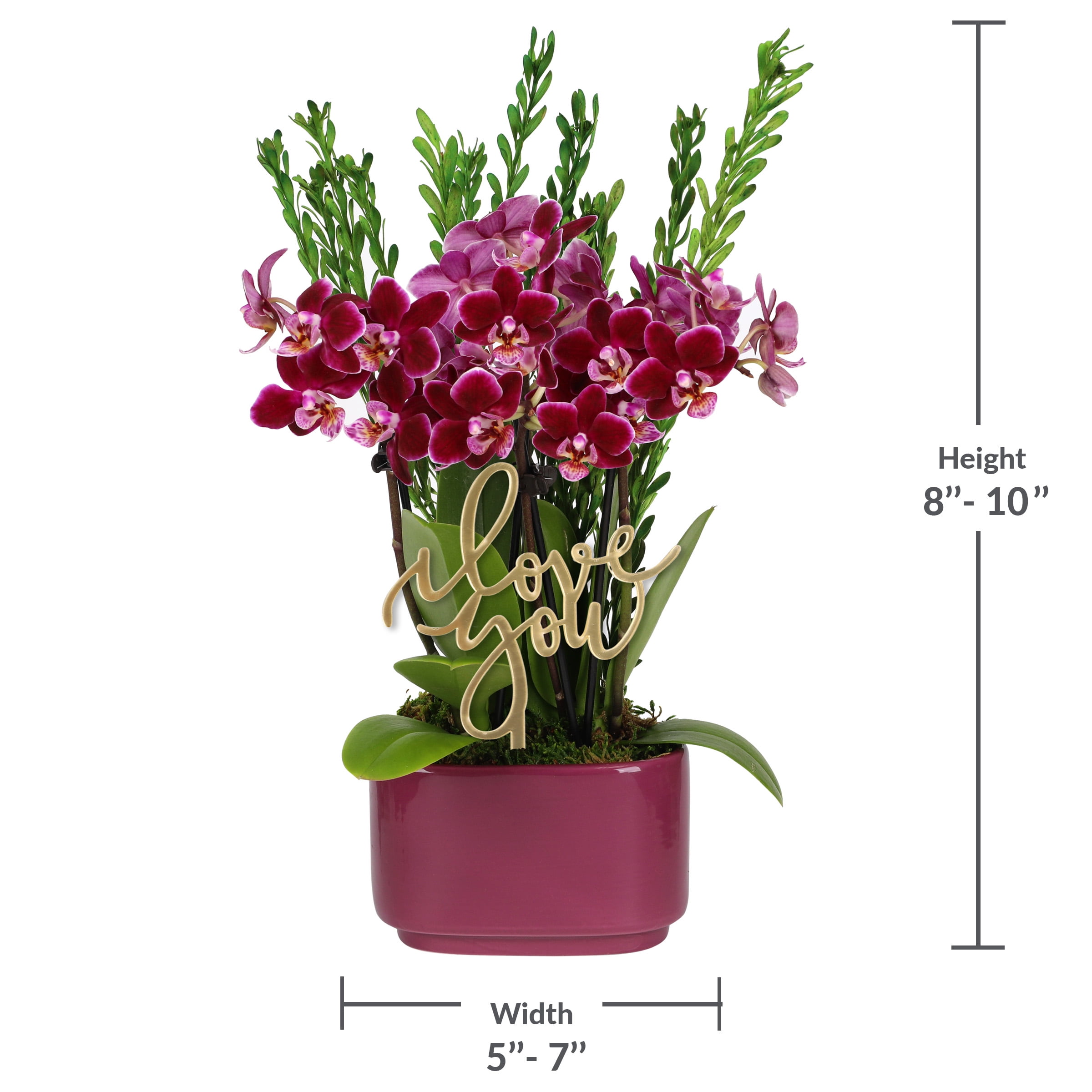 4IN Dark Purple Love You Orchid Garden with Preserved Green Stems- Dark Purple Jan