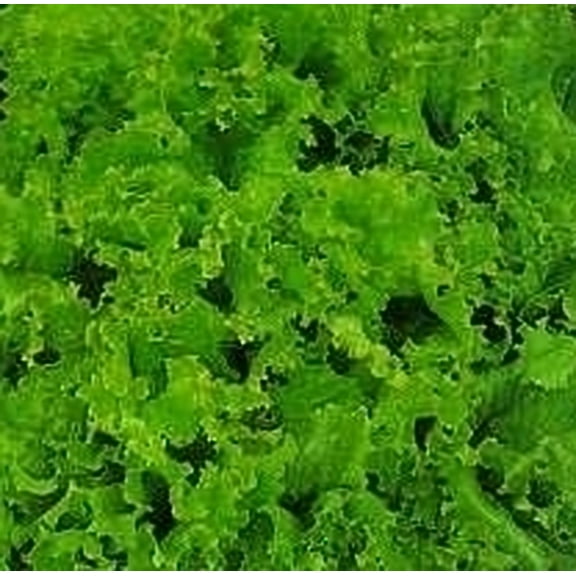 Seed Kingdom Lettuce Green Grand Rapids Great Heirloom Vegetable Bulk 1 Lb Seeds