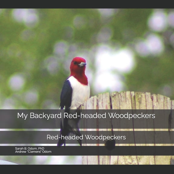Backyard Birds My Backyard Red-headed Woodpeckers: Red-headed Woodpeckers, Book 2, (Paperback)