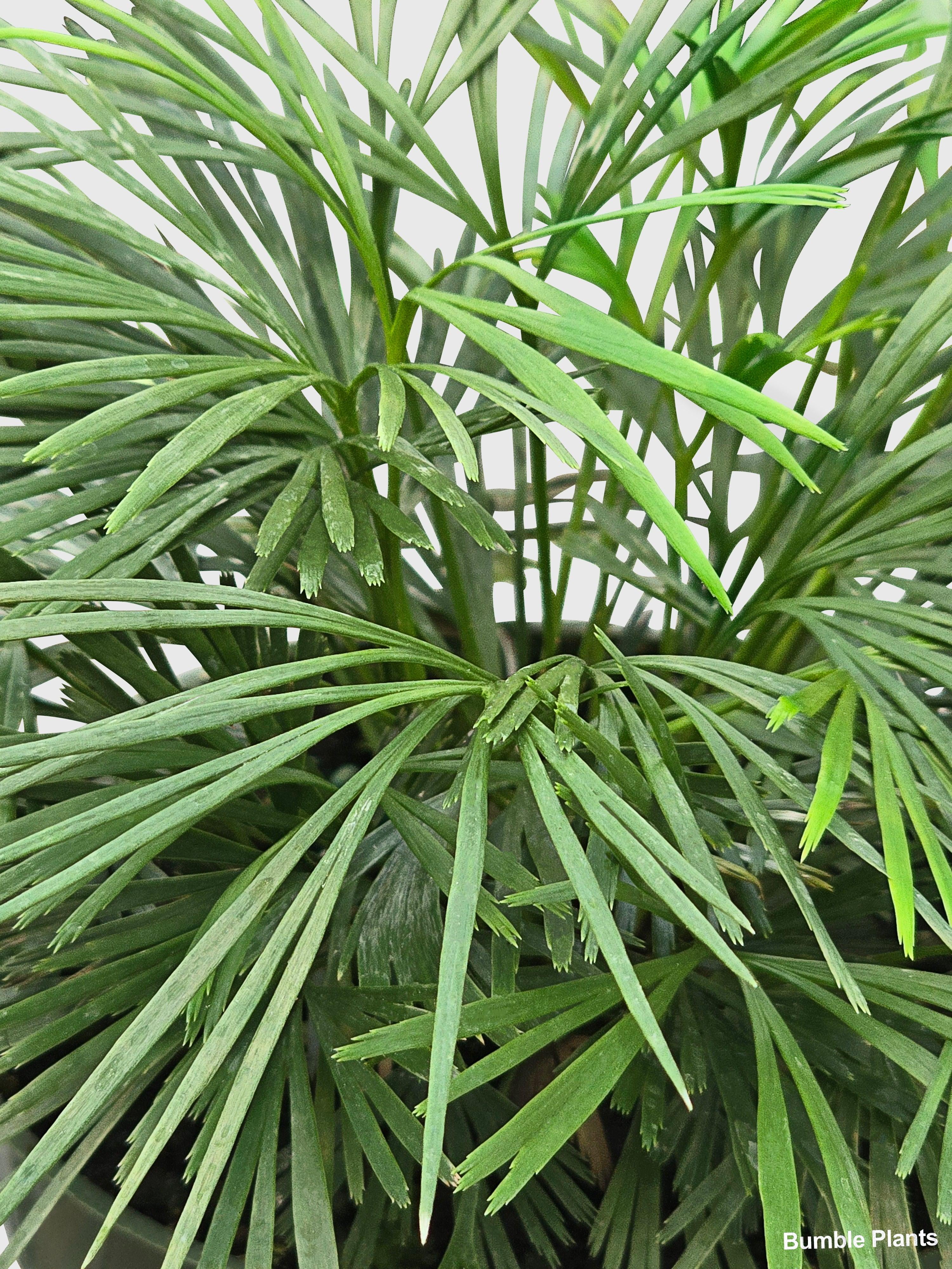 Eyelash Fern 'Actiniopteris Australis' - Live Air-Purifying Indoor Plant in Nursery Pot – Easy Care, Low Maintenance Houseplant for Home & Office Decor, Natural Air Cleaner, Best for Beginners