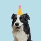 thumbnail image 1 of BRIGHTFUFU 10Ud Sombreros De Cumpleaños Para Mascotas Pequeñas Con Material Y Cómodo, 1 of 6