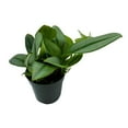 thumbnail image 6 of BubbleBlooms Scindapsus Treubii Moonlight Pothos, Sterling Silver Plant, 4 inch Pot, 6 of 6