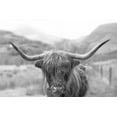 thumbnail image 2 of Majchrowicz, Alan 18x13 White Modern Wood Framed Museum Art Print Titled - Scottish Highland Cattle III Neutral Crop, 2 of 4