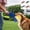 4PCS, variant on Interactive Microfiber Tug Toy with Bungee Handle – Durable Pull and Shake Toy for Puppy Training,Indoor Outdoor Pet Play